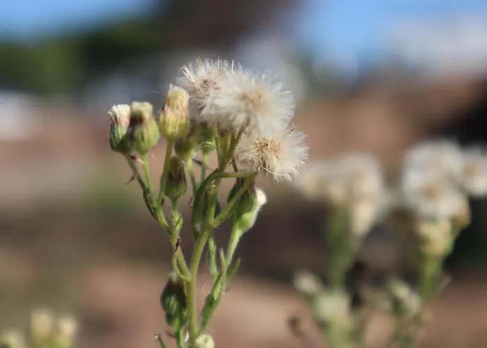 Ferienhaus Boho Natural Beachfront Detached House *
